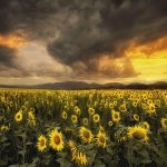 30. The land of million suns