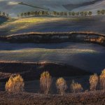 36. tree lines