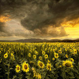 Landscapes